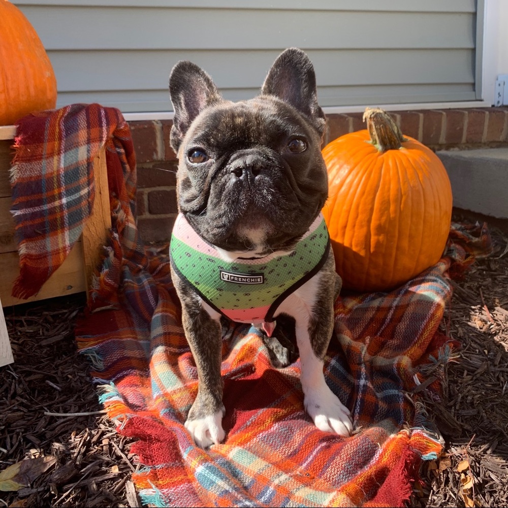 Frenchie appreciation post 💕💕